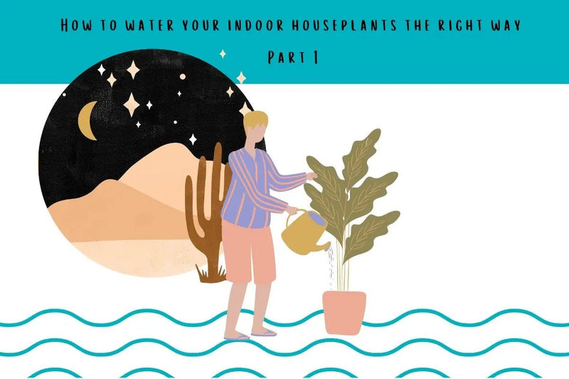 How to water your indoor houseplants the right way - Part 1 - Tumbleweed Plants