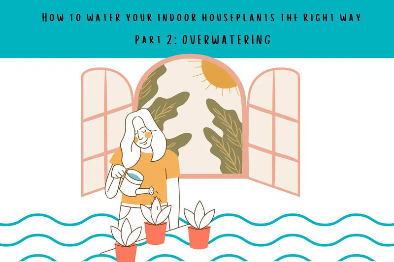 How to water your indoor houseplants the right way - Part 2: OVERWATERING - Tumbleweed Plants