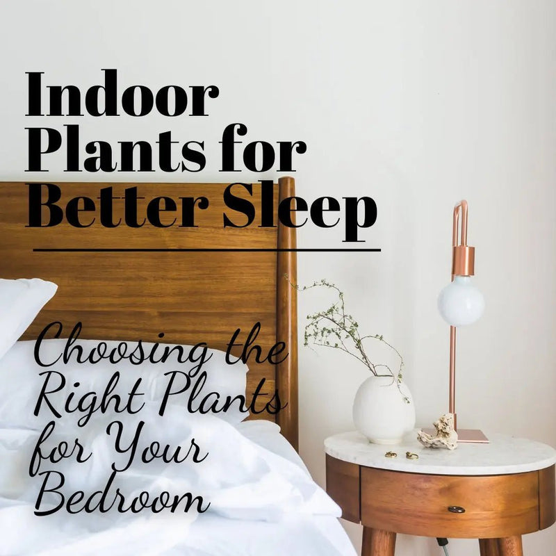 Indoor Plants for Better Sleep: Choosing the Right Plants for Your Bedroom - Tumbleweed Plants
