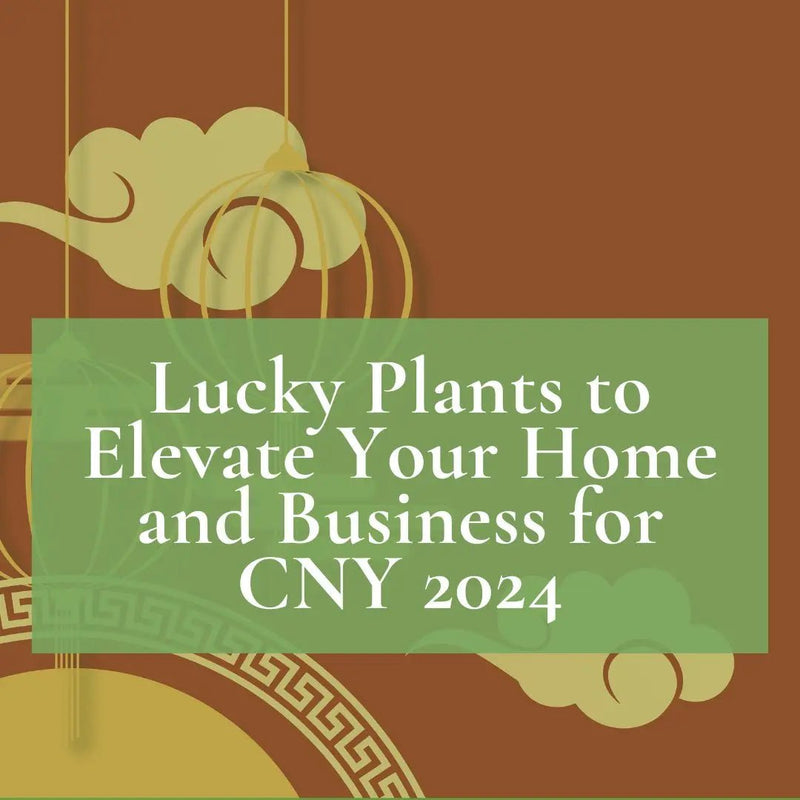 Lucky Plants to Elevate Your Home and Business for CNY 2024 - Tumbleweed Plants