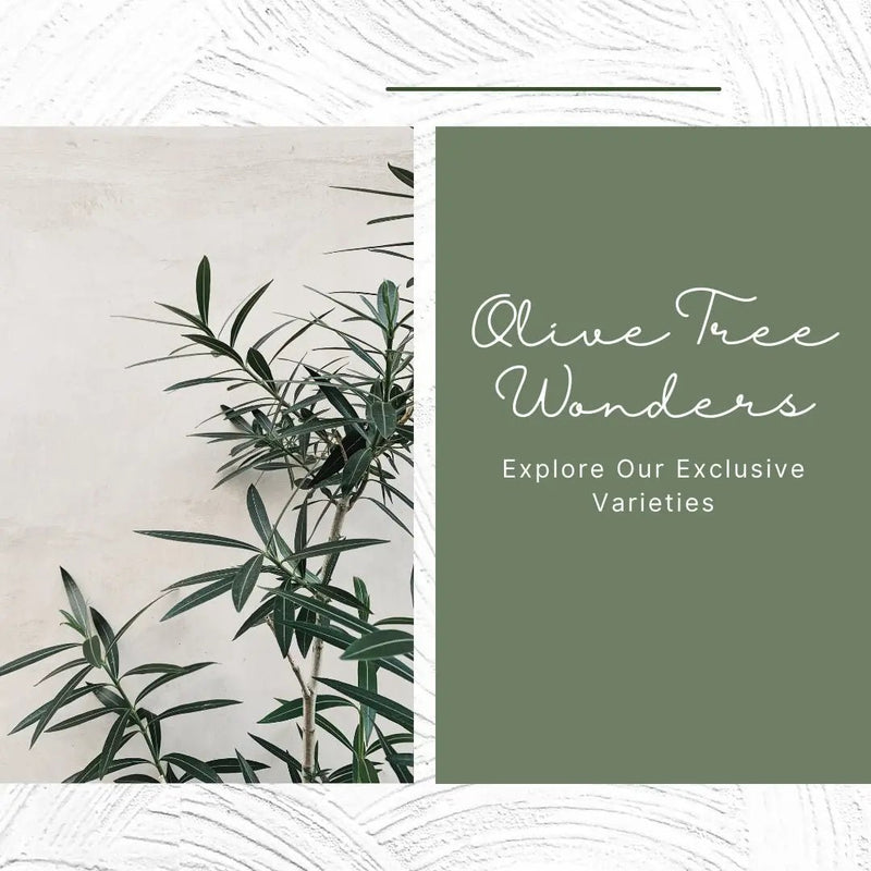 Olive Tree Wonders: Explore Our Exclusive Varieties - Tumbleweed Plants