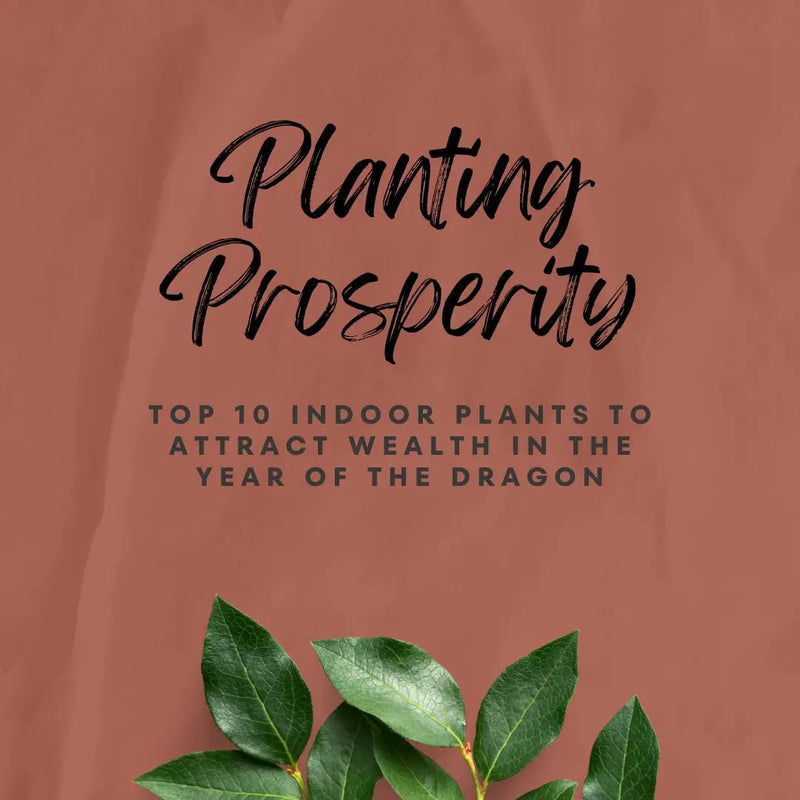 Planting Prosperity: Top 10 Indoor Plants to Attract Wealth in the Year of the Dragon - Tumbleweed Plants