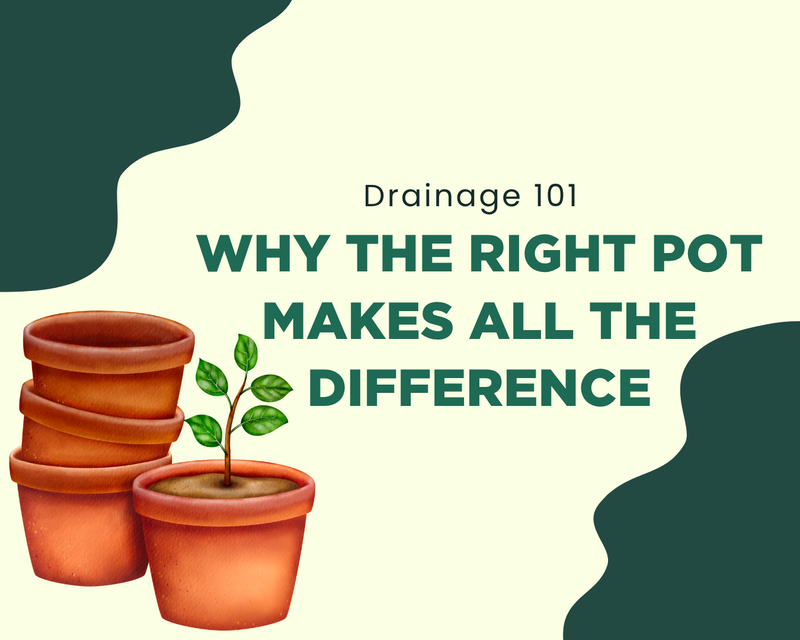 Drainage 101: Why the Right Pot Makes All the Difference