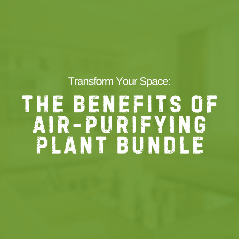Breathe Easier Now: 11 air purifying plants that actually work - Tumbleweed Plants
