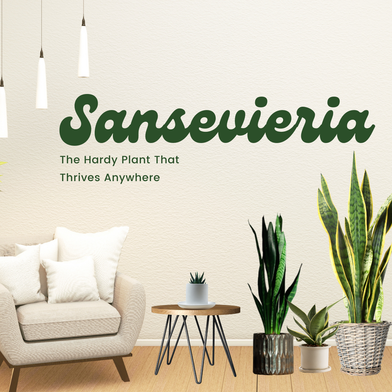 Sansevieria: The Hardy Plant That Thrives Anywhere