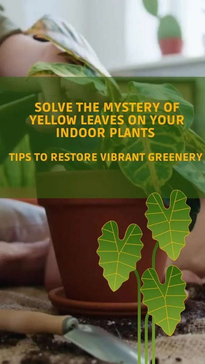 Solve the Mystery of Yellow Leaves on Your Indoor Plants – Tips to Restore Vibrant Greenery - Tumbleweed Plants