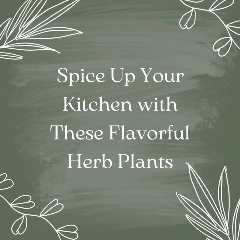 Spice Up Your Kitchen with These Flavorful Herb Plants - Tumbleweed Plants