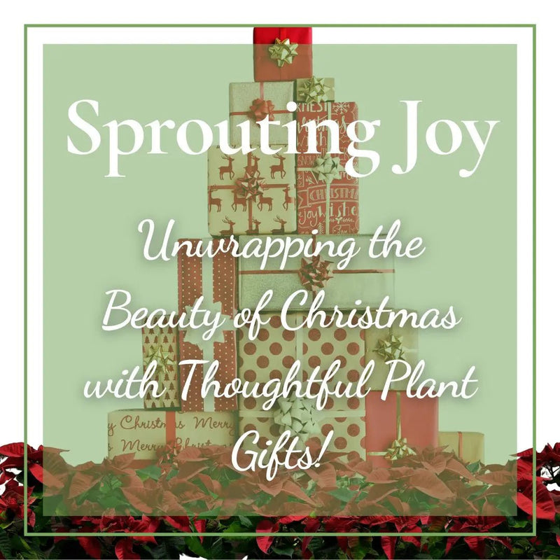 Sprouting Joy: Unwrapping the Beauty of Christmas with Thoughtful Plant Gifts! - Tumbleweed Plants