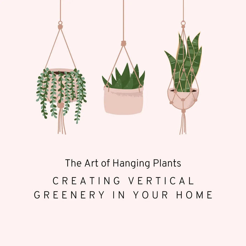 The Art of Hanging Plants: Creating Vertical Greenery in Your Home - Tumbleweed Plants