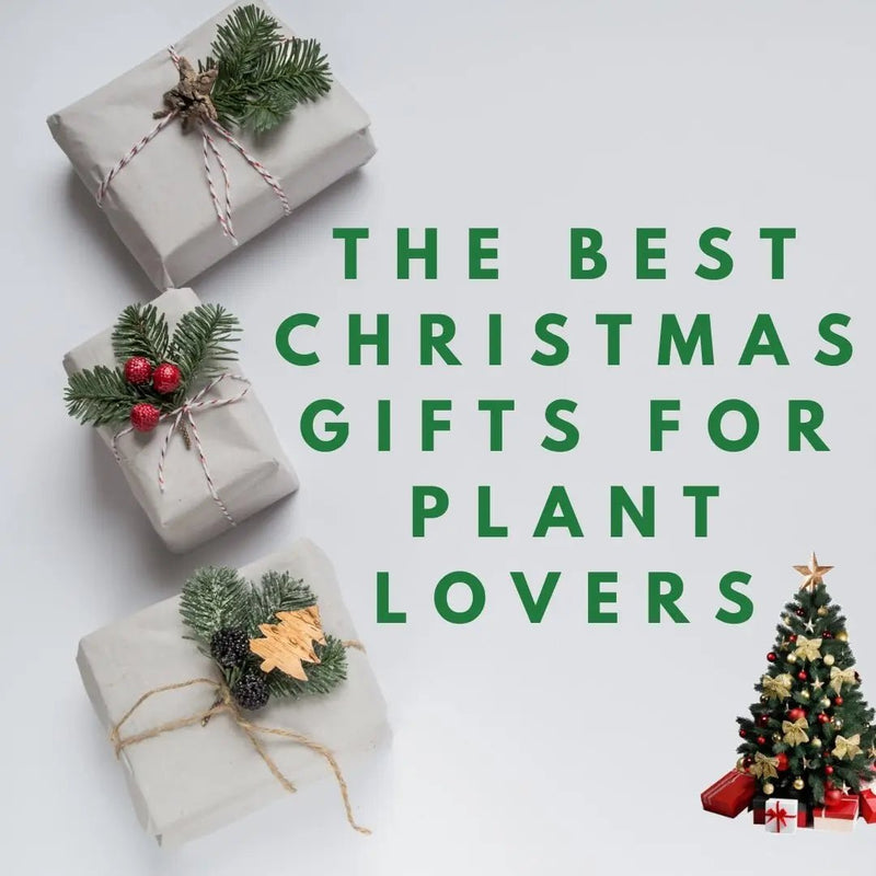The Best Christmas Gifts This 2022 For Plant Lovers - Tumbleweed Plants