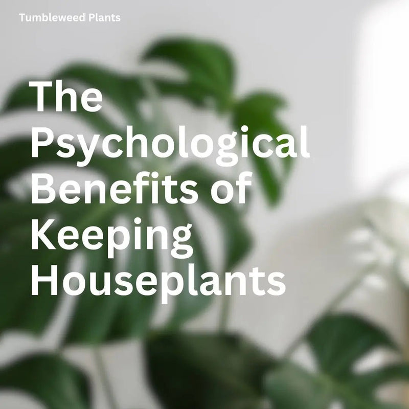 The Psychological Benefits of Keeping Houseplants - Tumbleweed Plants