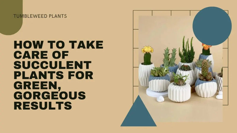 Thriving Together: How to Take Care of Succulents for Green, Gorgeous Results - Tumbleweed Plants
