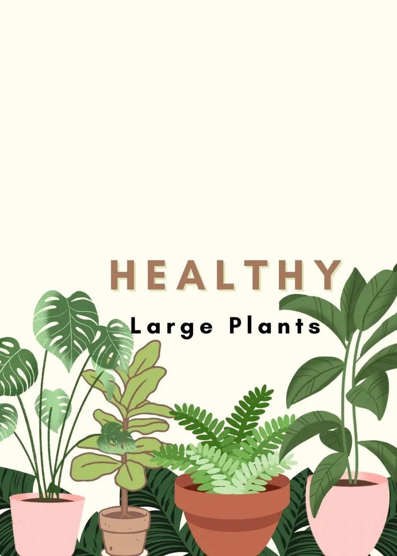 Tips For Keeping Large Plants Healthy - Tumbleweed Plants