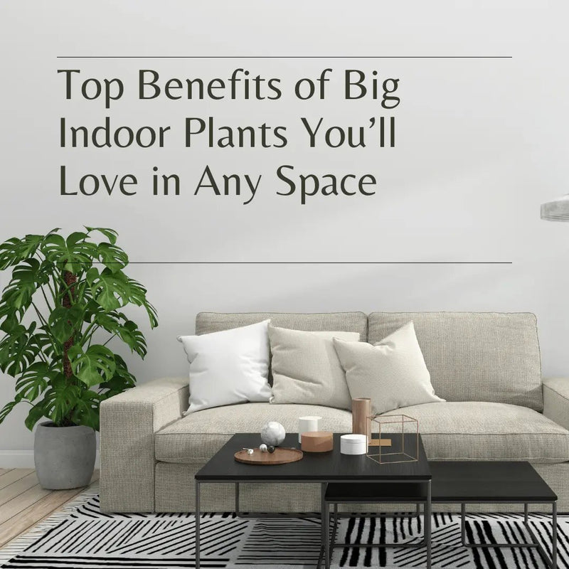 Top Benefits of Big Indoor Plants You’ll Love in Any Space - Tumbleweed Plants