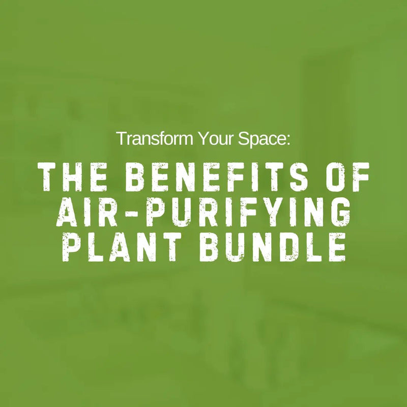 Transform Your Space: The Benefits of Air-Purifying Plant Bundle - Tumbleweed Plants