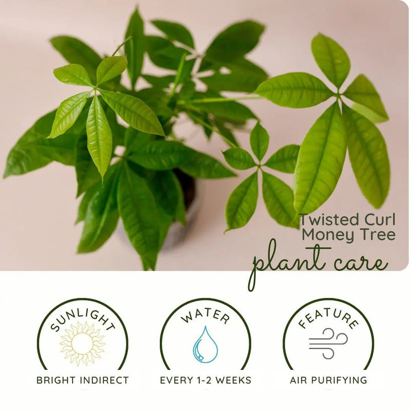 Twisted Curl Money Tree: Symbolism and Care Tips - Tumbleweed Plants