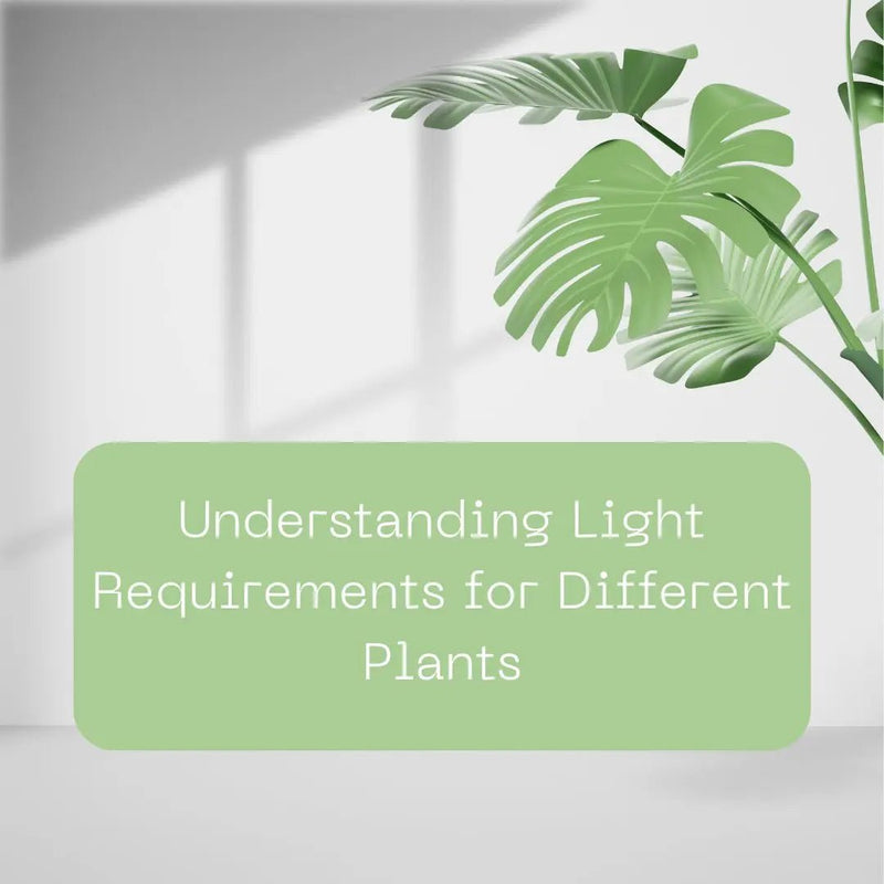 Understanding Light Requirements for Different Plants - Tumbleweed Plants