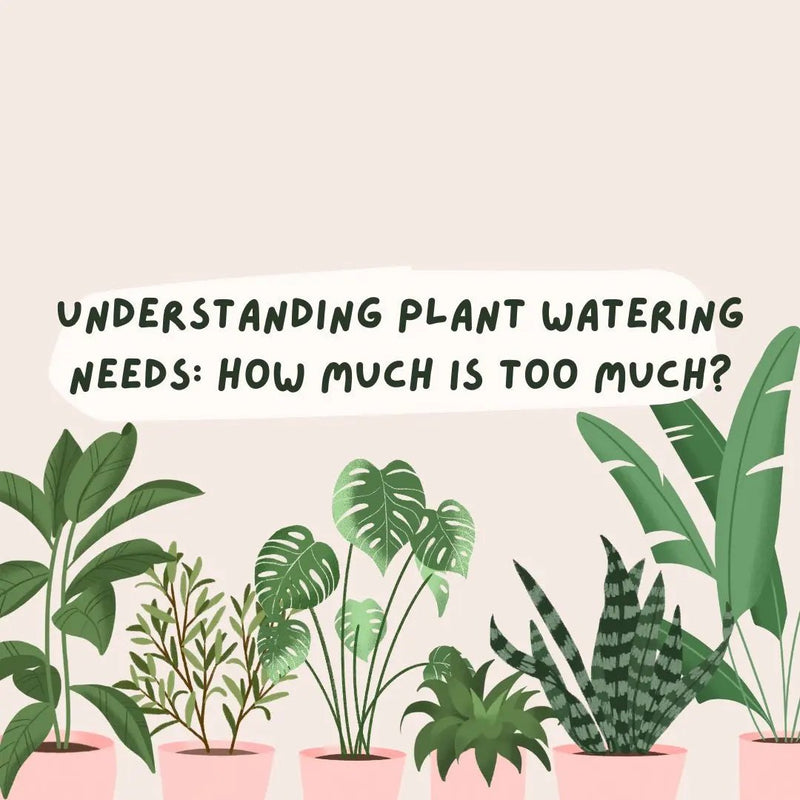 Understanding Plant Watering Needs: How Much Is Too Much? - Tumbleweed Plants