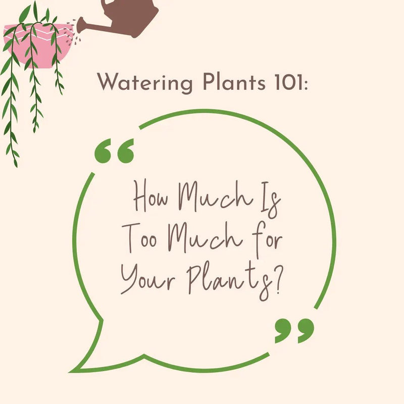 Watering Plants 101: How Much Is Too Much for Your Plants? - Tumbleweed Plants