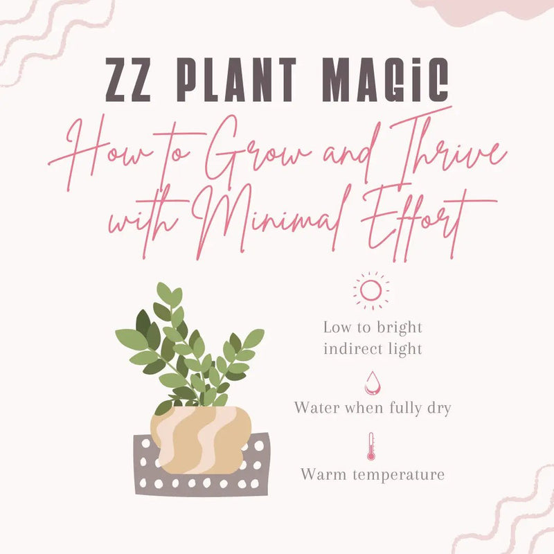ZZ Plant Magic: How to Grow and Thrive with Minimal Effort - Tumbleweed Plants