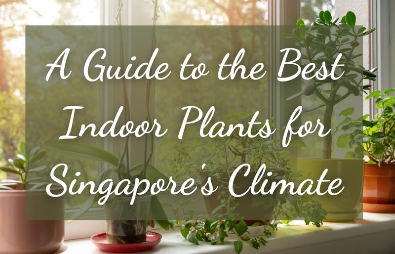 A Guide to the Best Indoor Plants for Singapore's Climate - Tumbleweed Plants