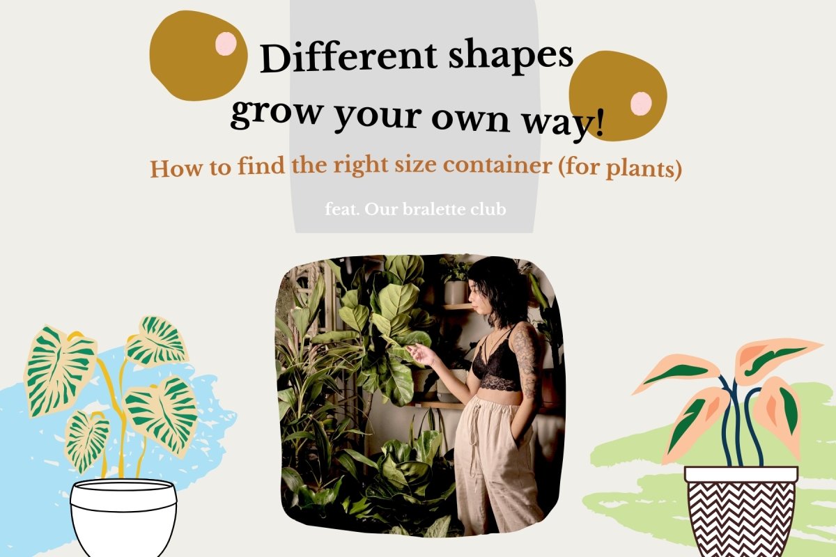 A not too serious look at fitting uneven shaped things in appropriate containers - in collaboration with Our Bralette Club - Tumbleweed Plants