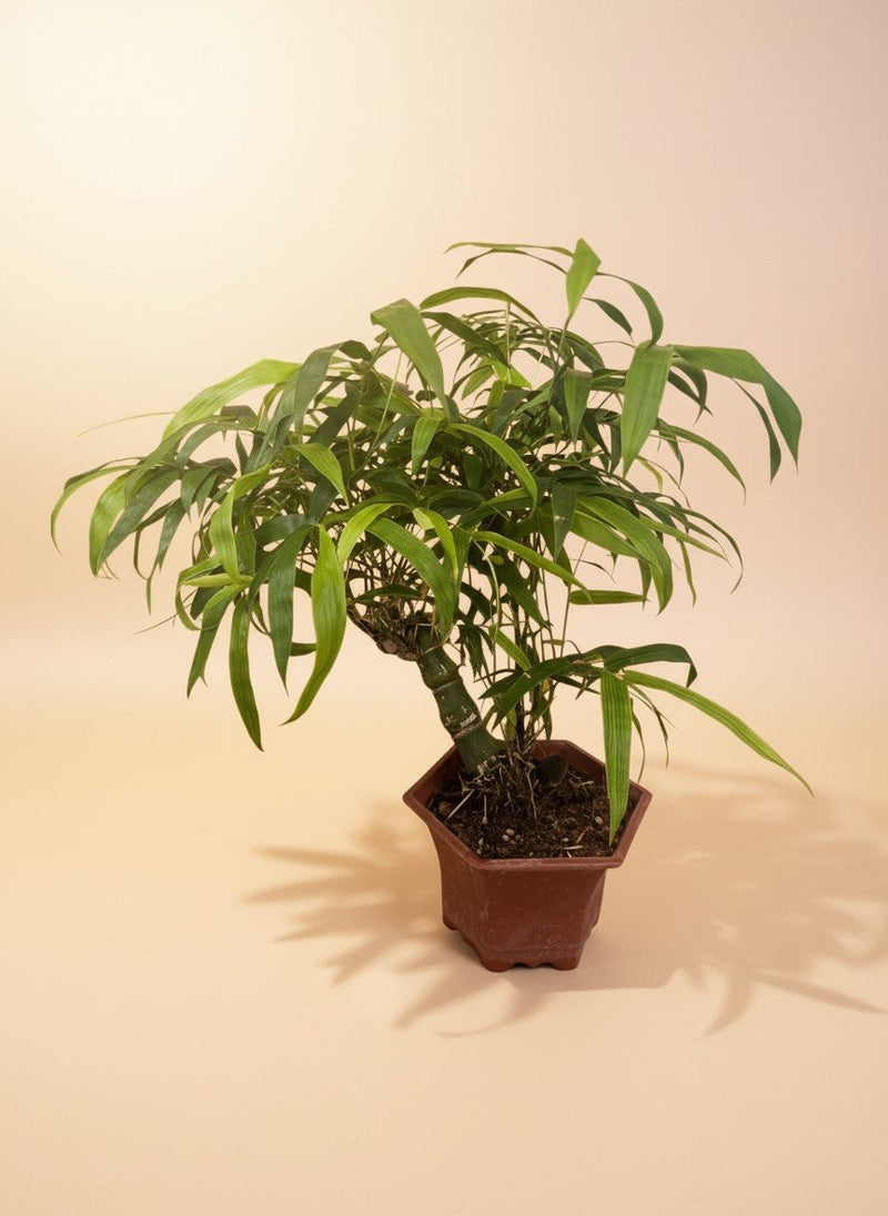 Tumbleweed Plants