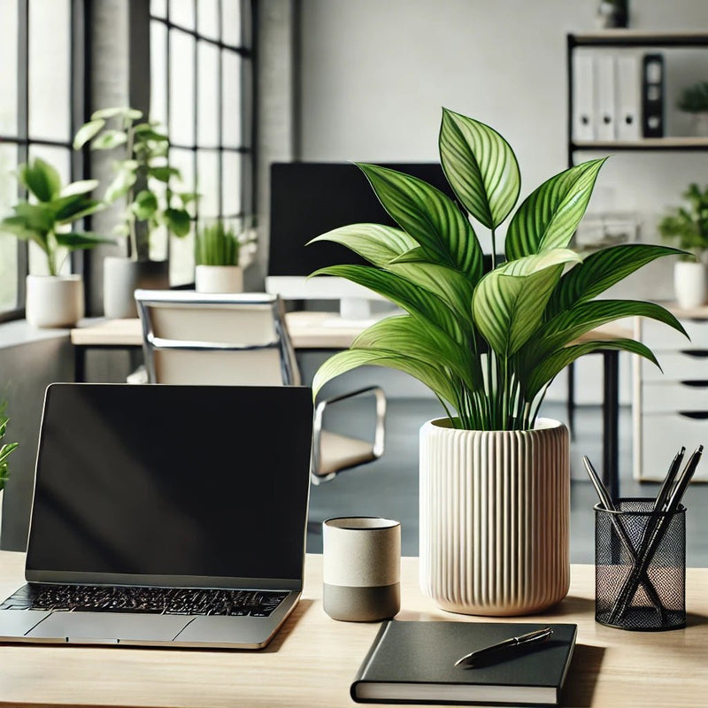 Best Corporate Gifts: How Gifting Plants Can Transform Your Workplace - Tumbleweed Plants