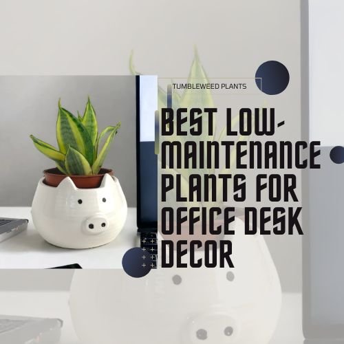 Best Low-Maintenance Plants for Office Desk Decor - Tumbleweed Plants