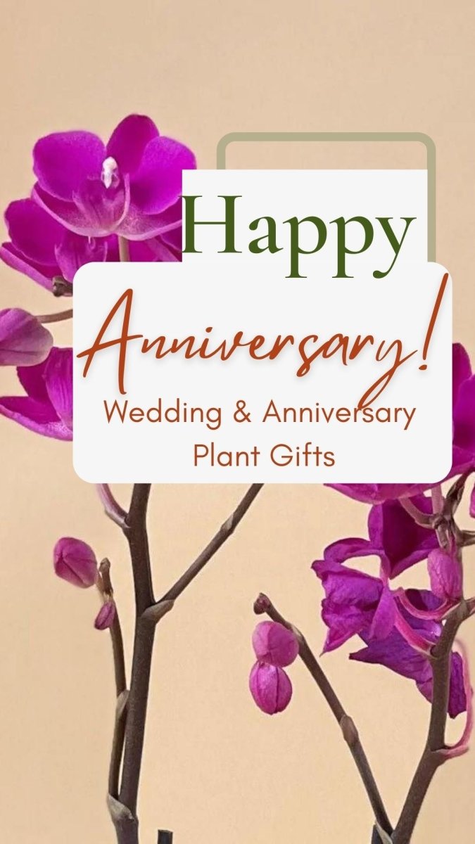 Best Wedding Anniversary Plant Gifts for your Beloved - Tumbleweed Plants