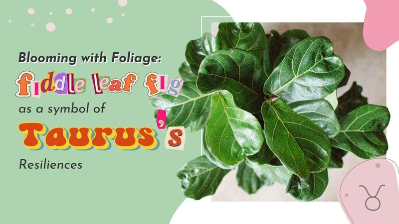 Blooming with Foliage: The Fiddle Leaf Fig as a Symbol of Taurus's Resilience - Tumbleweed Plants