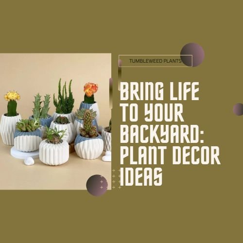 Bring Life to Your Backyard: Plant Decor Ideas - Tumbleweed Plants