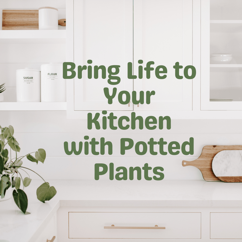 Bring Life to Your Kitchen with Potted Plants - Tumbleweed Plants