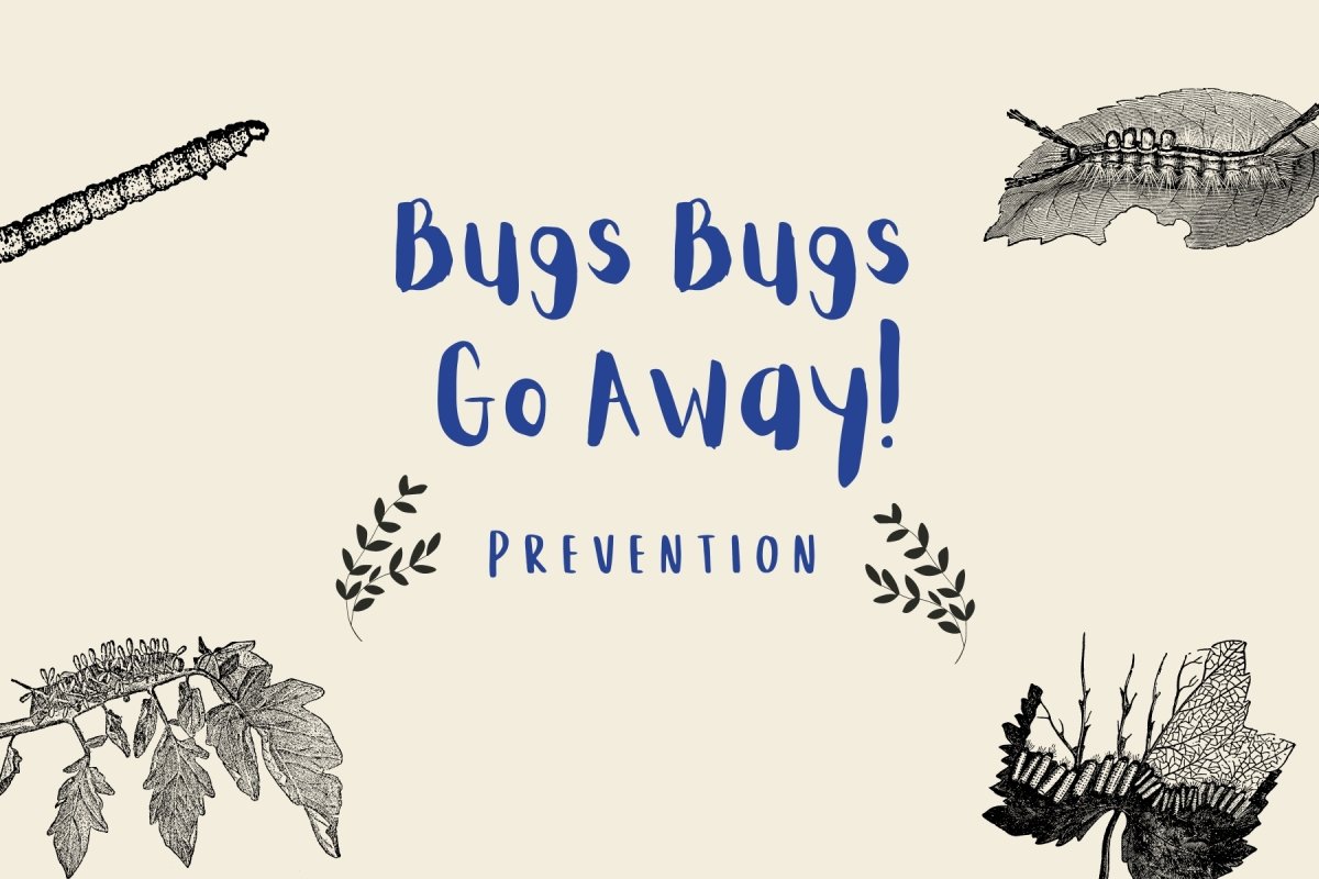 Bugs Bugs! Go Away! (Part 2 - Prevention) - Tumbleweed Plants