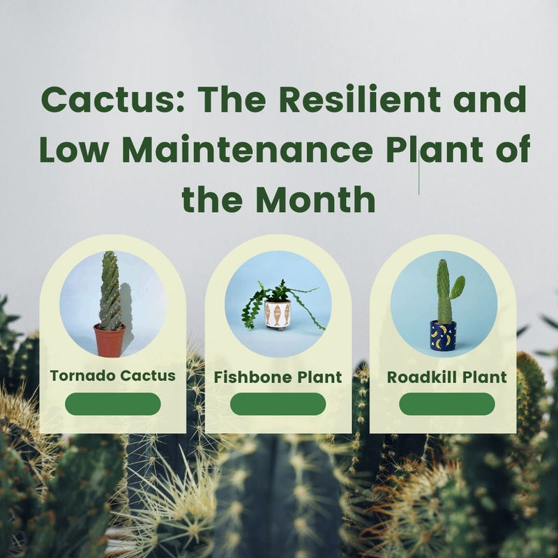 Cactus: The Resilient and Low Maintenance Plant of the Month for April - Tumbleweed Plants