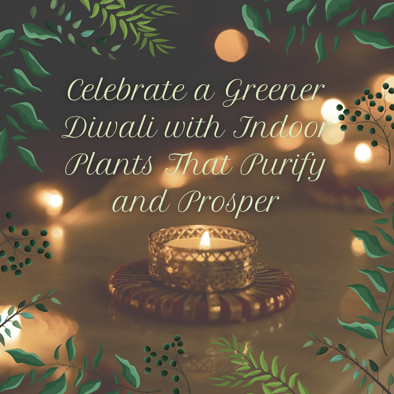 Celebrate a Greener Diwali with Indoor Plants That Purify and Prosper - Tumbleweed Plants