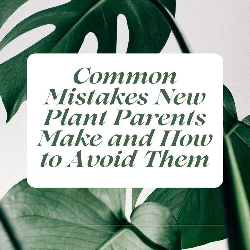 Common Mistakes New Plant Parents Make and How to Avoid Them - Tumbleweed Plants