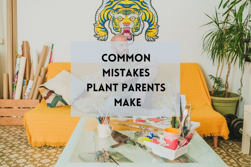 Common mistakes plant parents make - Tumbleweed Plants