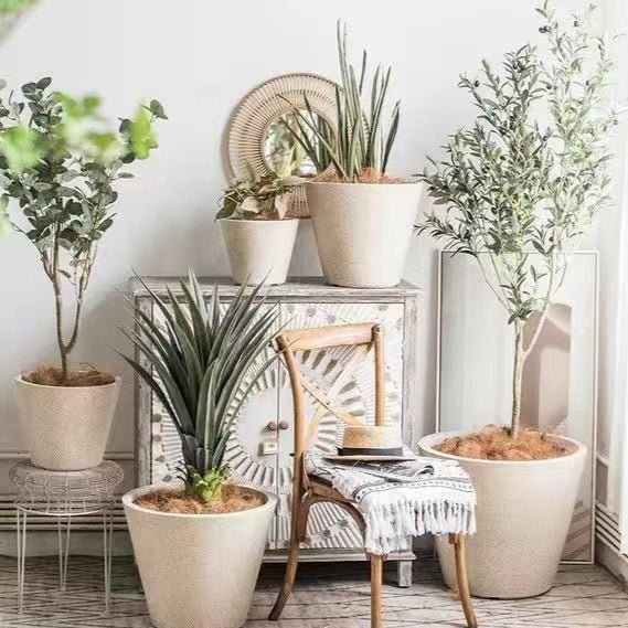 Tumbleweed Plants