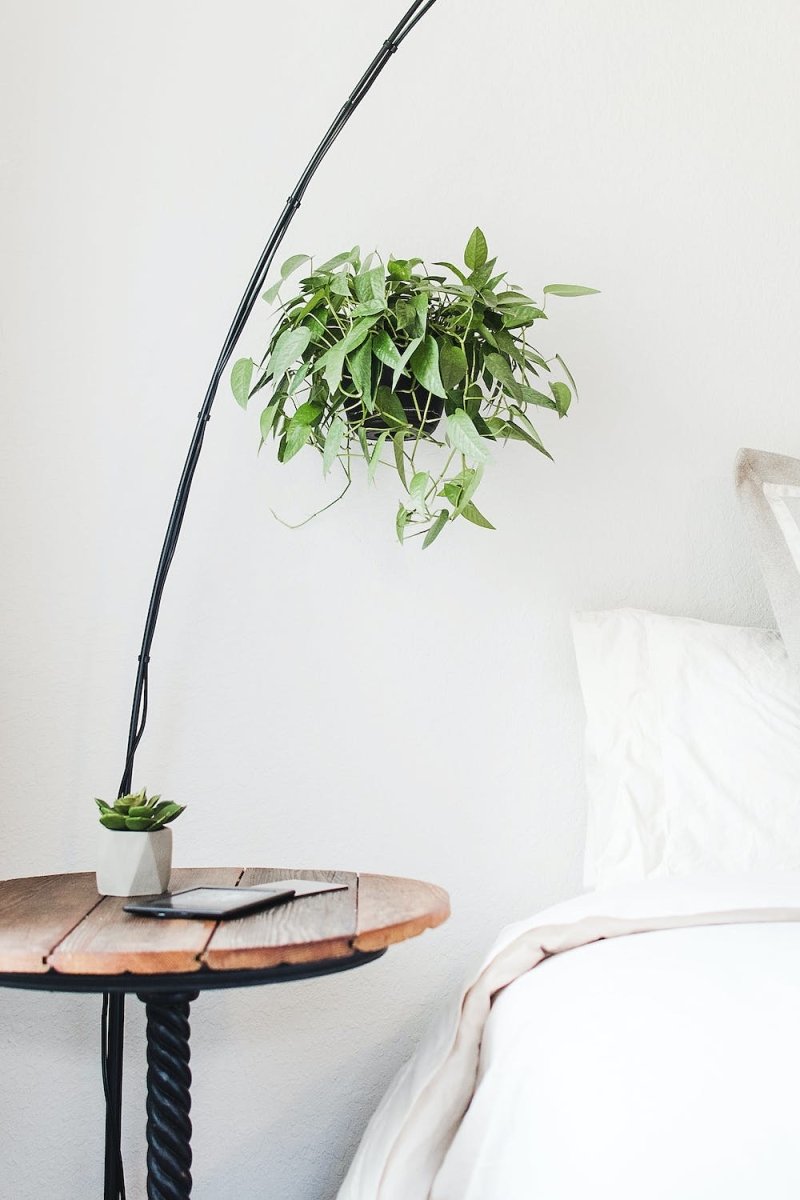 Create A Relaxing Bedroom Environment With Plants - Tumbleweed Plants