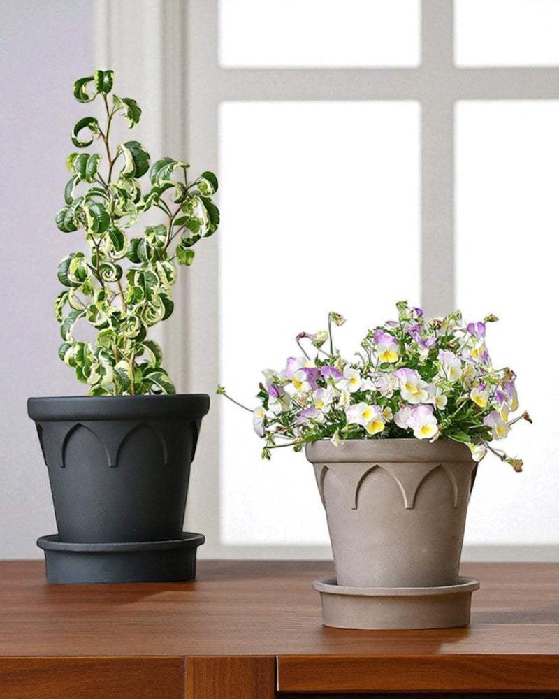 Tumbleweed Plants