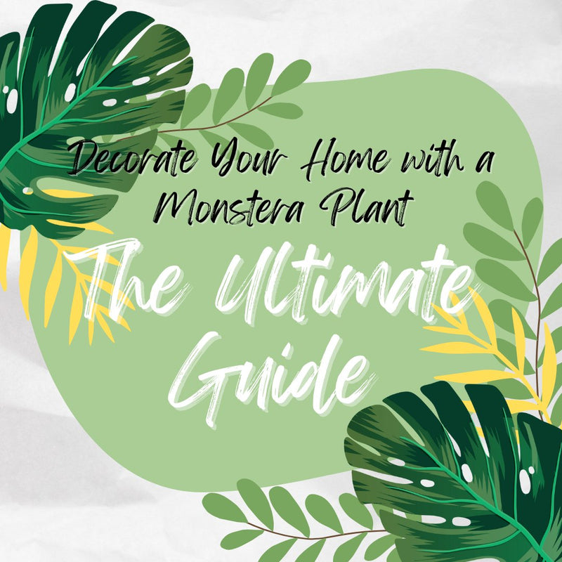 Decorate Your Home with a Monstera Plant: The Ultimate Guide - Tumbleweed Plants