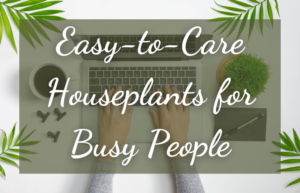 Easy-to-care Houseplants For Busy People – Tumbleweed Plants