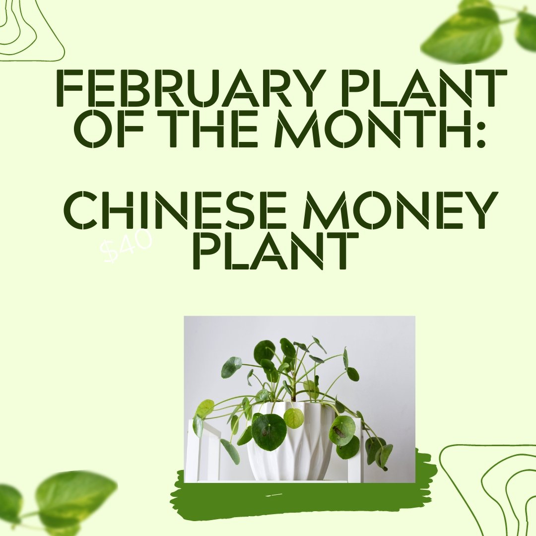 February Plant of the Month: Chinese Money Plant - Tumbleweed Plants