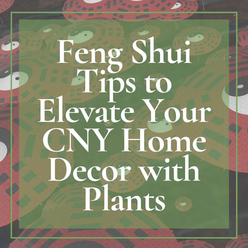 Feng Shui Tips to Elevate Your CNY Home Decor with Plants - Tumbleweed Plants