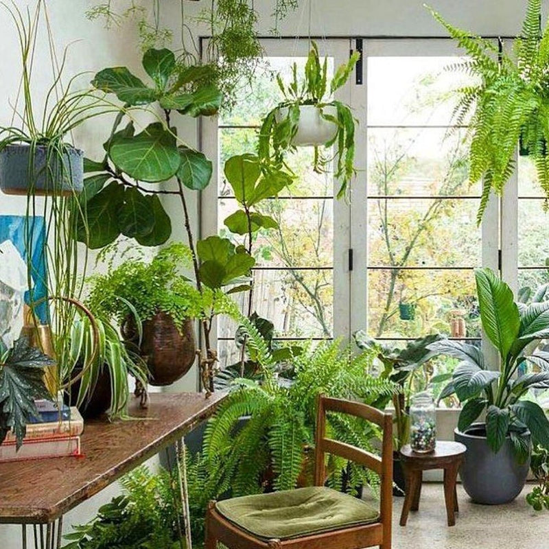 GROW YOUR HOUSEPLANT KNOWLEDGE - Tumbleweed Plants