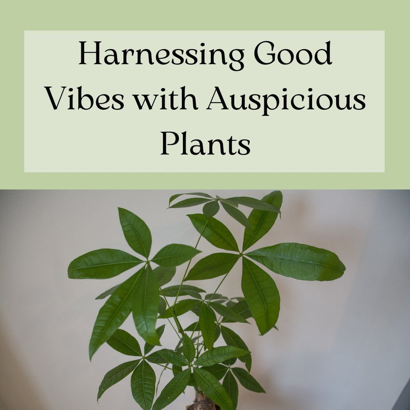 Harnessing Good Vibes with Auspicious Plants - Tumbleweed Plants