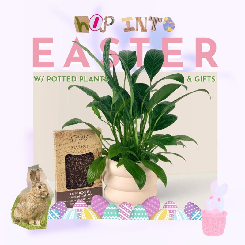 Hop into Easter with our Potted Plants Collection - Tumbleweed Plants