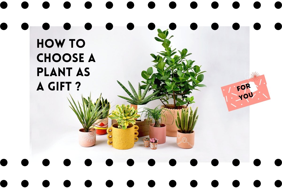 HOW TO CHOOSE A PLANT GIFT FOR MAXIMUM JOY - Tumbleweed Plants