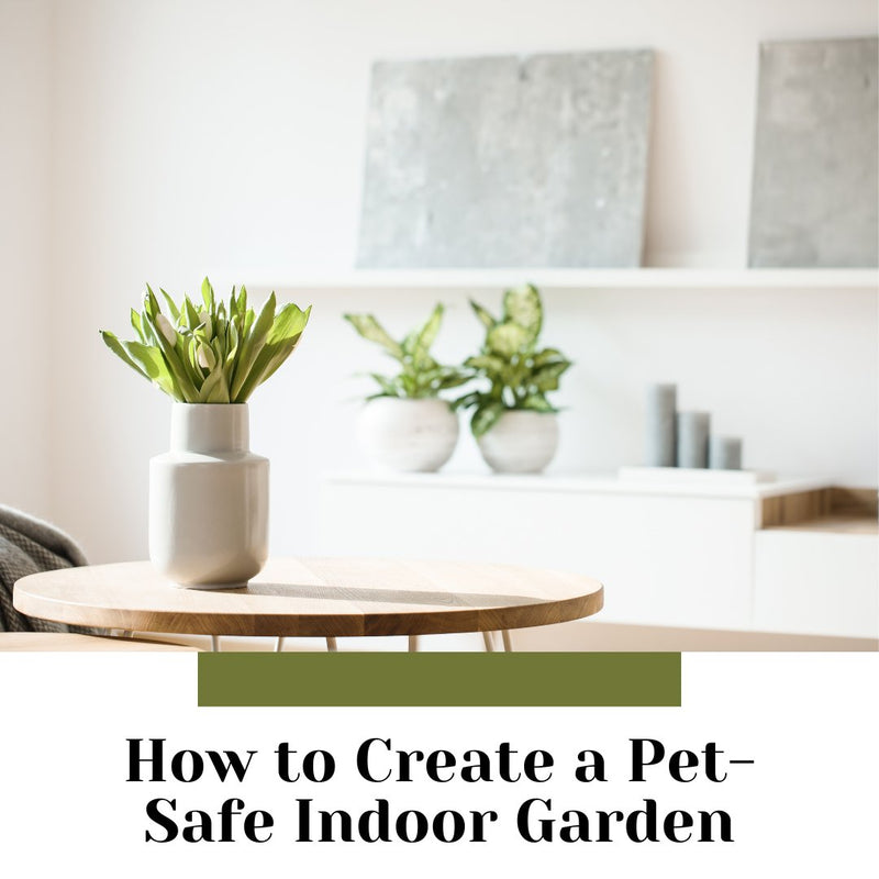 How to Create a Pet-Safe Indoor Garden - Tumbleweed Plants